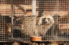 VIER PFOTEN - Stiftung für Tierschutz: COVID-19 auf niederländischen Nerzfarmen nachgewiesen: VIER PFOTEN fordert Verbot von Pelzfarmen