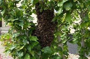 Kreisfeuerwehrverband Landkreis Leipzig: FW LK Leipzig: Bienenschwarm vor Wohnhaus