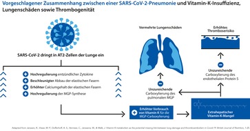 Dr. Jacobs Institut: Vitamin K als vielseitiger Regulator der Blutgerinnung, Vitamin D als Immunmodulator