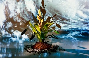 Blumenbüro: Die Bromelie - eine wahre Klima-Künstlerin / Tiefenentspannt in die Wintersaison