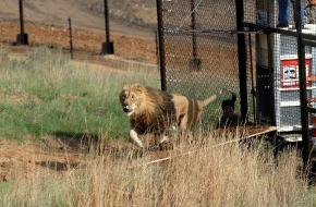 VIER PFOTEN - Stiftung für Tierschutz: Perfekter Start für VIER PFOTEN Projekt in Südafrika: Gänserndorf-Löwen sicher und glücklich in LIONSROCK angekommen