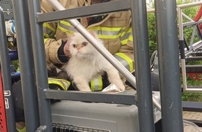 Freiwillige Feuerwehr Lehrte: FW Lehrte: Tierische Rettungsaktion: Feuerwehr rettet Katze "Mischa"