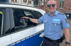 Polizeidirektion Landau: POL-PDLD: Toter Hund auf dem Parkplatz der B10 am Barbarossatunnel...