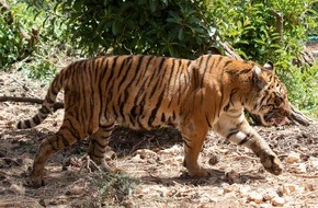 VIER PFOTEN - Stiftung für Tierschutz: Mission erfolgreich: Zwei gerettete Bengalische Tiger sicher in Jordanien angekommen