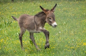 Erlebnispark Tripsdrill: Kindersegen im Wildparadies Tripsdrill