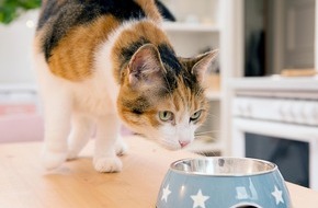 VIER PFOTEN - Stiftung für Tierschutz: Die richtige Fürsorge für vierbeinige Seniorinnen und Senioren
