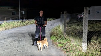 Autobahnpolizeiinspektion: API-TH: Vermisster Shiba Inu namens "Simba" auf Autobahn angetroffen