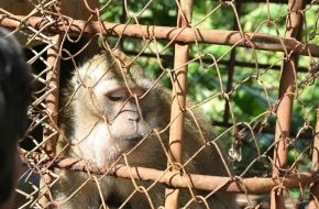 Deutscher Tierschutzbund e.V.: Affenimporte für Tierversuche - Neue Belege in der morgigen ZDF-Sendung 37 Grad
