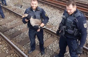 Bundespolizeiinspektion Stuttgart: BPOLI S: "Gans gehabt"