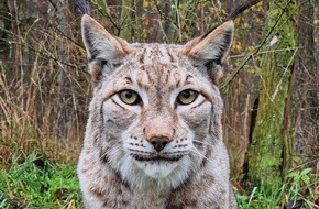 H&ouml;rPartner GmbH: Mit Pinselohren f&uuml;r bestes H&ouml;ren: H&ouml;rPartner sind auch 2026 f&uuml;r ihre Paten-Luchse Lunabell und Ludwig da