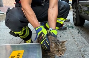 Feuerwehr M&uuml;nchen: FW-M: Hund und Katze aus &uuml;berhitztem Fahrzeug gerettet (Pasing)