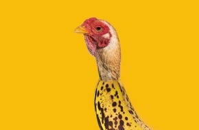 Die Welt tanzt "Chicken Banana"- und kann nicht mehr aufhören / TikTok liebt Hühnchen mit Banane - schon jetzt eines der TikTok-Phänomene des Jahres