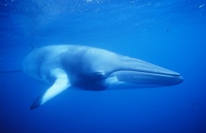 IFAW Deutschland: Islands Fischereiministerin signalisiert Ende des Walfangs