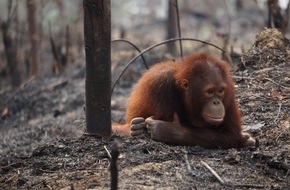 BOS Deutschland e. V.: Am 19. August ist Welt-Orang-Utan-Tag / Waldbrände auf Borneo bedrohen die letzten Orang-Utans