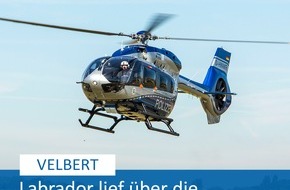 Polizei Mettmann: POL-ME: Autobahn gesperrt und Polizeihubschrauber im Einsatz: Entlaufener Labrador löste Großeinsatz aus - Polizei rettete Hund - Velbert - 2405058