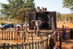 Elefantenwaisen in Simbabwe auf dem Weg in die Freiheit