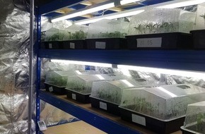 Zollfahndungsamt Dresden: ZOLL-DD: Zollfahnder stellen im Raum Gera Cannabisplantage mit 2.000 Pflanzen sicher