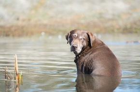 Bundesverband für Tiergesundheit e.V.: Der herzkranke Hund im Sommer