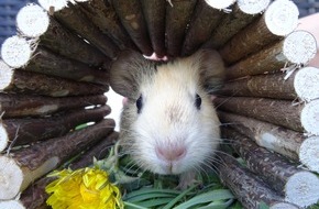 ZZF – Zentralverband der Heimtierbranche e.V.: Ein bisschen (mehr) Spaß muss sein: Beschäftigung für Kleinsäuger