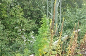 Kreispolizeibehörde Rhein-Kreis Neuss: POL-NE: Hanfpflanzen an Bahnlinie entdeckt (Foto anbei)