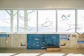 Mote Marine Zentrum auf Anna Maria Island vermittelt Wissen über das Leben unter Wasser