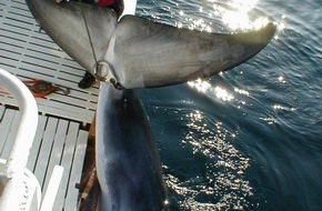 Whale & Dolphin Conservation gGmbH: Norwegens Walfangsaison endet: Hunderte Wale mussten sterben