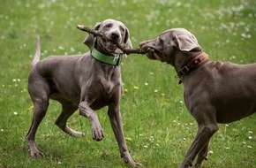 Polizeidirektion für Aus- und Fortbildung und für die Bereitschaftspolizei Schleswig-Holstein: POL-SH-AFB: Die Weimaraner sind jetzt Geruchsdifferenzierungshunde