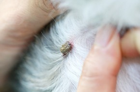 Bundesverband f&uuml;r Tiergesundheit e.V.: Zecken? Ganzj&auml;hrig ein Thema: warum Tierhaltende jetzt handeln sollten