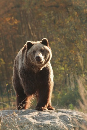 VIER PFOTEN: Tötung von zwei Braunbären in dänischem Zoo war Missmanagement