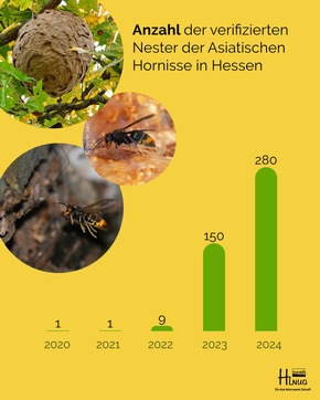 Asiatische Hornisse breitet sich weiter in Hessen aus