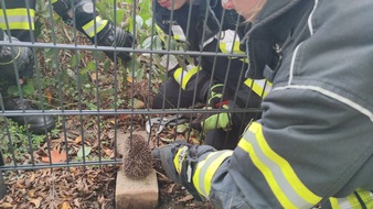 Freiwillige Feuerwehr Celle: FW Celle: Igel steckt fest - Celler Feuerwehr rettet Igel aus misslicher Lage