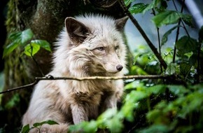 VIER PFOTEN - Stiftung für Tierschutz: Pelzfrei-Initiative bekommt sportlichen Zuwachs: VIER PFOTEN begrüsst Adidas als Mitglied im Fur Free Retailer Programm