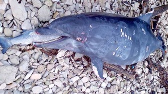 GRD Gesellschaft zur Rettung der Delphine e.V.: Extrem seltene Jagdmethode bei Delfinen im Golf von Mexiko entdeckt: Weg mit dem Fischkopf