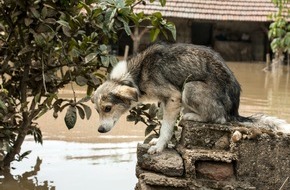 VIER PFOTEN - Stiftung für Tierschutz: Les intempéries et les inondations, une menace aussi pour les animaux