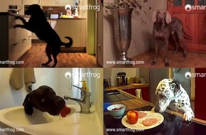Geheimnis gelüftet: Was machen Tiere, wenn sie allein zu Hause sind? 
- Überwachungskameras sind laut Tierexperten der neue Trend für das gemeinsame Leben mit Hund, Katze & Co.