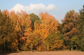 Schutzgemeinschaft Deutscher Wald: Baum des Jahres 2026 gewählt: Zitterpappel als wertvolle Pionierin ausgezeichnet