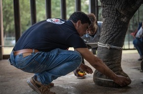 VIER PFOTEN - Stiftung für Tierschutz: Une équipe de QUATRE PATTES fait le bilan de santé des derniers éléphants de Karachi