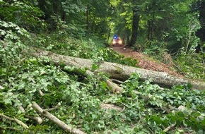 Feuerwehr Allensbach: FW Allensbach: H1 Baum auf Fahrbahn