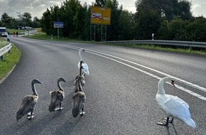 Polizeiinspektion Stralsund: POL-HST: Polizei hilft Schwanenfamilie über die B96 bei Stralsund