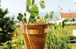 See PR: Schneckenalarm im Hochsommer: 9 Tipps, die Gem&uuml;sebeete wirklich sch&uuml;tzen