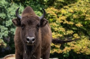 Verband der Zoologischen Gärten (VdZ): Das Wisent: Fast ausgerottet und doch wieder da / Verband der Zoologischen Gärten freut sich über 100 Jahre erfolgreiches Artenschutzprojekt