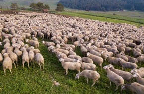 Boehringer Ingelheim: Boehringer Ingelheim bringt Impfstoff gegen das Blauzungenvirus Serotyp 3 auf den Markt