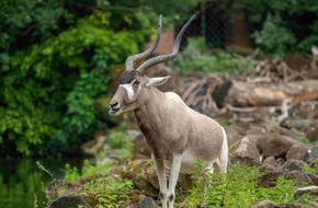 Verband der Zoologischen Gärten (VdZ): Arten sterben - und mit ihnen unsere Zukunft. Zoos handeln. Die Politik muss jetzt entschlossen agieren.