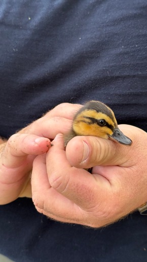 Feuerwehr MTK: Drei Einsätze an einem Tag: Gebäudebrand, Tierrettung und Aufzugsrettung