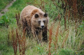 Deutscher Tierschutzbund e.V.: PM - Zahncheck bei den Weidefelder Bären