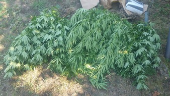 Polizeipräsidium Mannheim: POL-MA: Heidelberg-Rohrbach: Cannabisplantage in Garten entdeckt