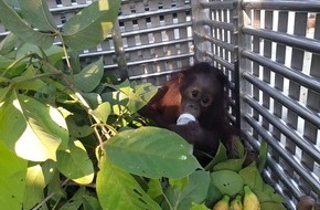 VIER PFOTEN - Stiftung für Tierschutz: Orang-Utan-Baby in Sack gezwängt und auf Motorrad gepackt