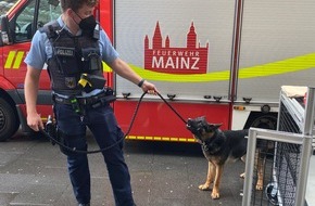 Bundespolizeiinspektion Kaiserslautern: BPOL-KL: Hund vor weiterer Quälerei gerettet