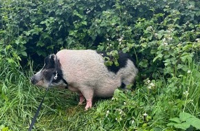 Polizei Düsseldorf: POL-D: Meldung der Autobahnpolizei - Saumäßig Glück gehabt! - Schwein auf der A 3 bei Oberhausen ausgebüxt