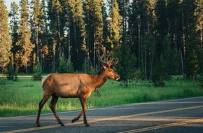 Oehler Web: Wildunfall in der Schweiz – Wie wird ein Unfall mit Wildtieren möglichst vermieden und was ist im Ernstfall zu tun?